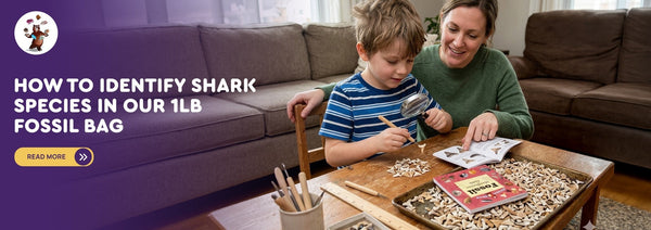 How To Identify Shark Species In Our 1lb Fossil Bag?