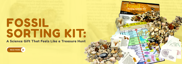 Fossil Sorting Kit: A Science Gift That Feels Like a Treasure Hunt