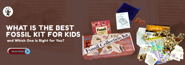 What Is The Best Fossil Kit For Kids And Which One Is Right For You?