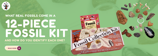 What Real Fossils Come in a 12-Piece Fossil Kit and How Do You Identify Each One?