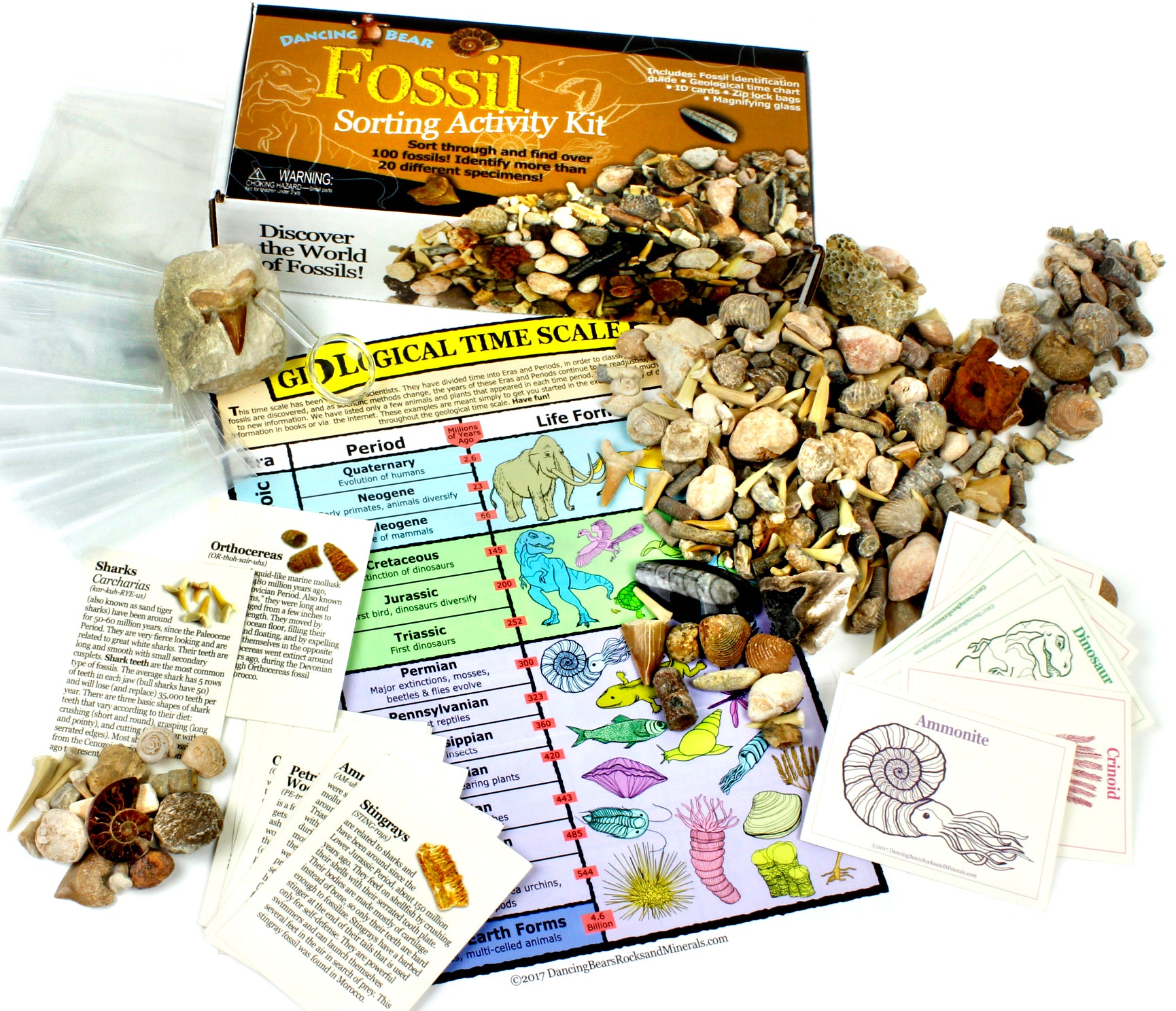Buy Fossil Sorting Kit Activity Collection with over 100 Pcs Dancing