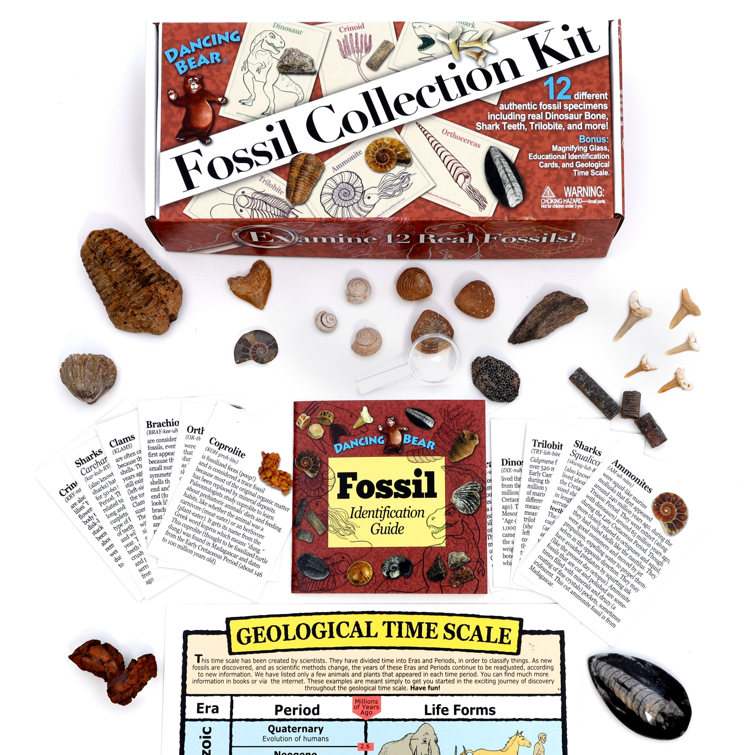 Sharks　ダンシングベア　Brand.-　with　Cards　Fossil　Trilobite，　Collection　teeth，　ID　＆　Coprolite　Educational