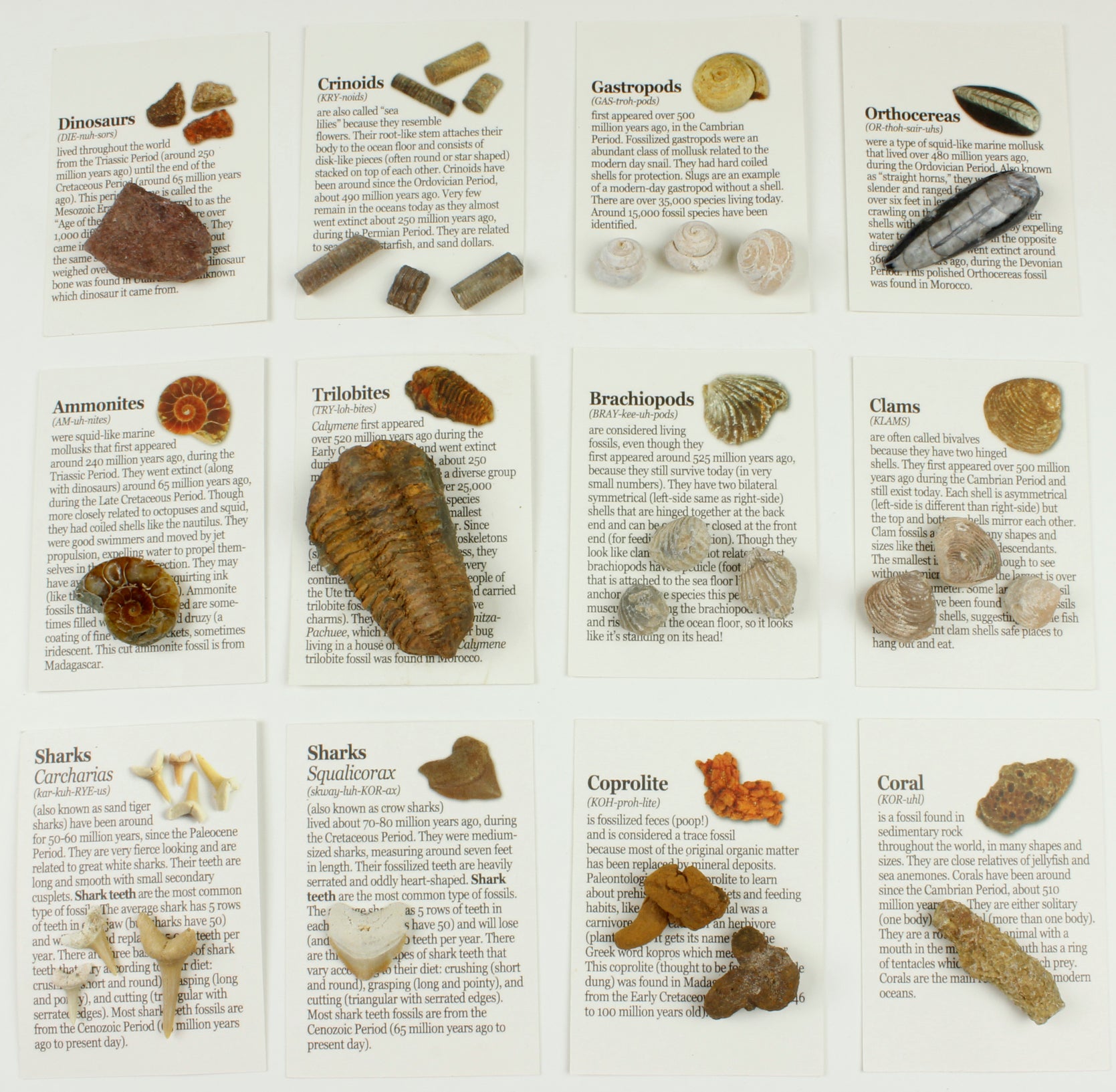 Shell & Fossil Identification