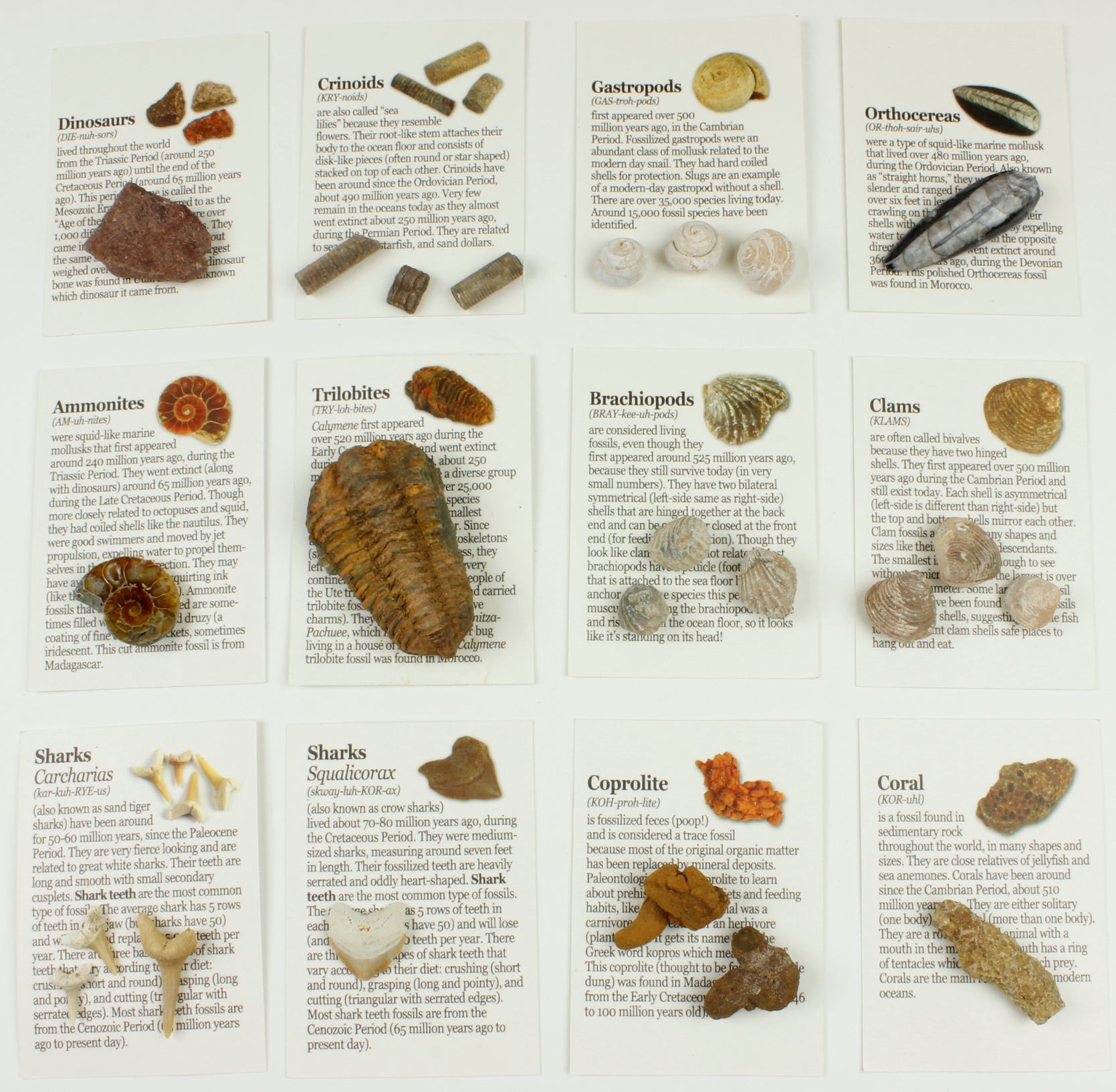 Fossl Sorting Guide Fossil Identification Chart Fossil Identification Guide For Beginners