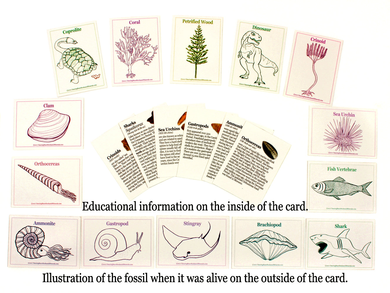 Fossl Sorting Guide Buy Fossil Sorting Kit Activity Collection with over 100 Pcs – Dancing ...