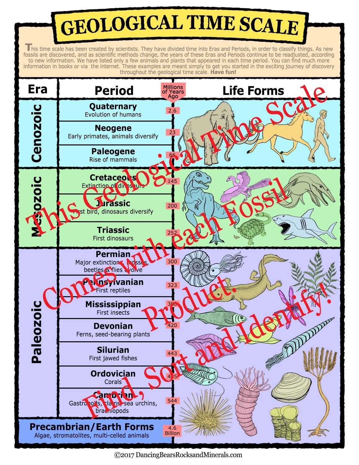 Fossl Sorting Guide Buy Fossil Sorting Kit Activity Collection with over 100 Pcs – Dancing ...