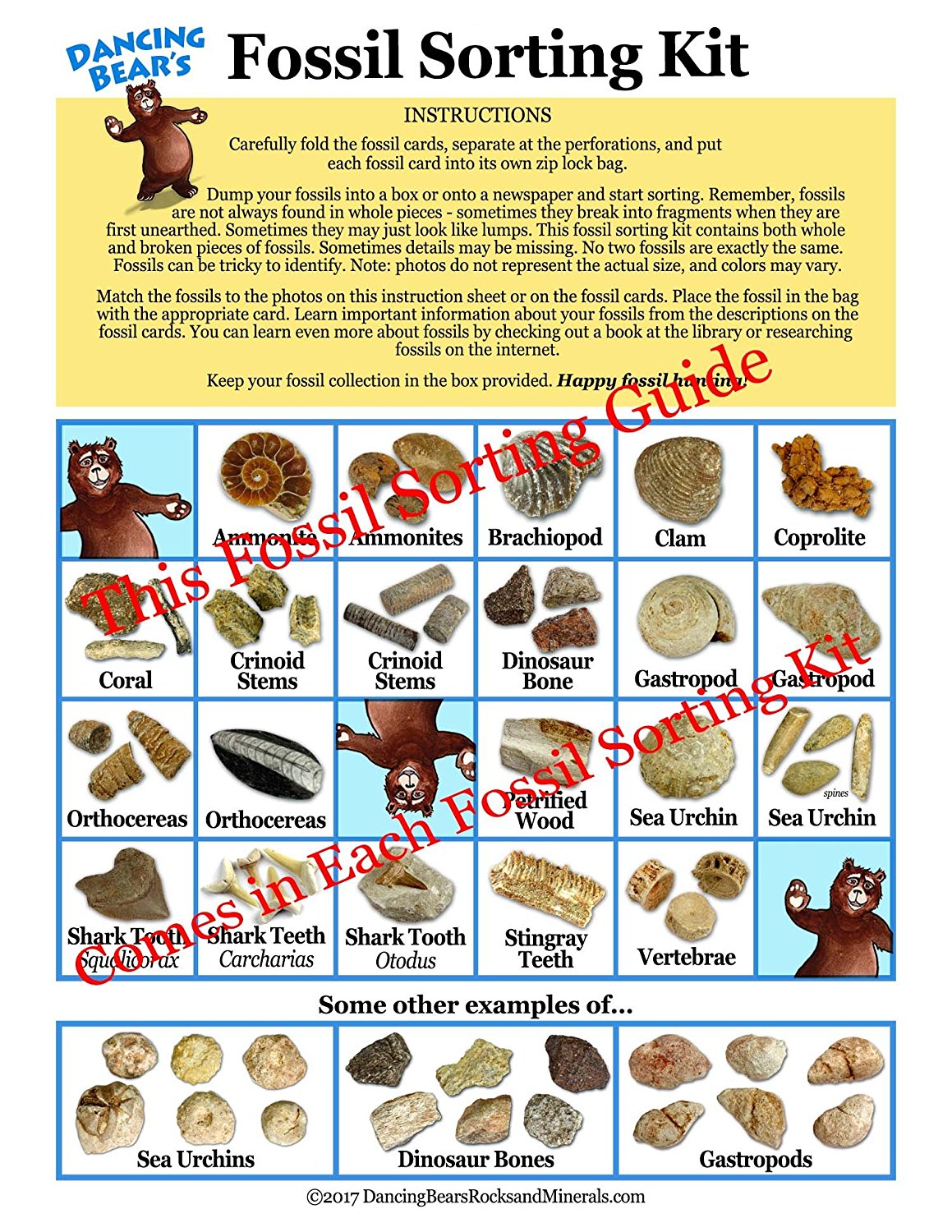 Fossl Sorting Guide Buy Fossil Sorting Kit Activity Collection with over 100 Pcs – Dancing ...