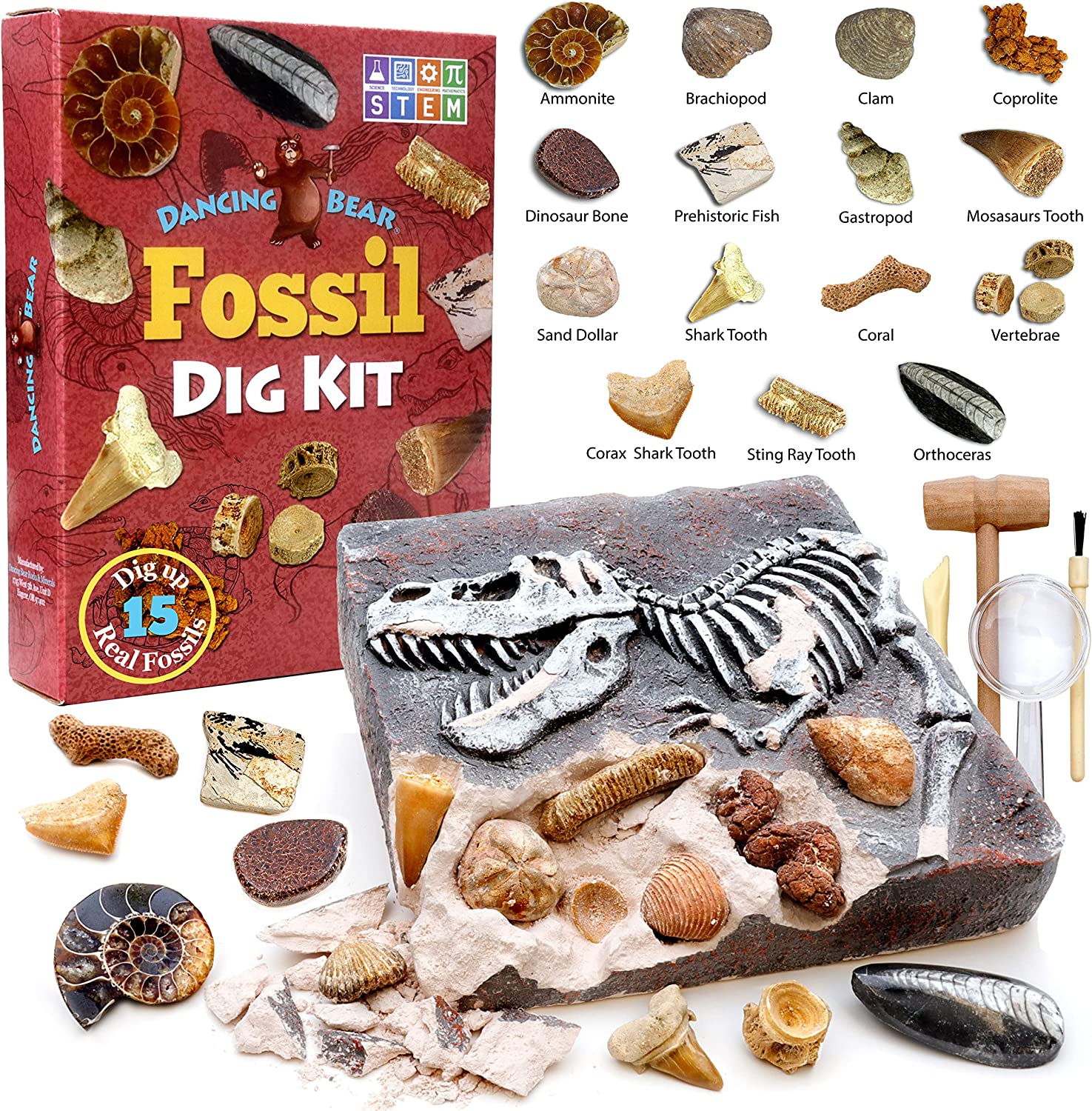 Buy Fossil Dig Kit, Excavate 15 Prehistoric Fossils for Kids
