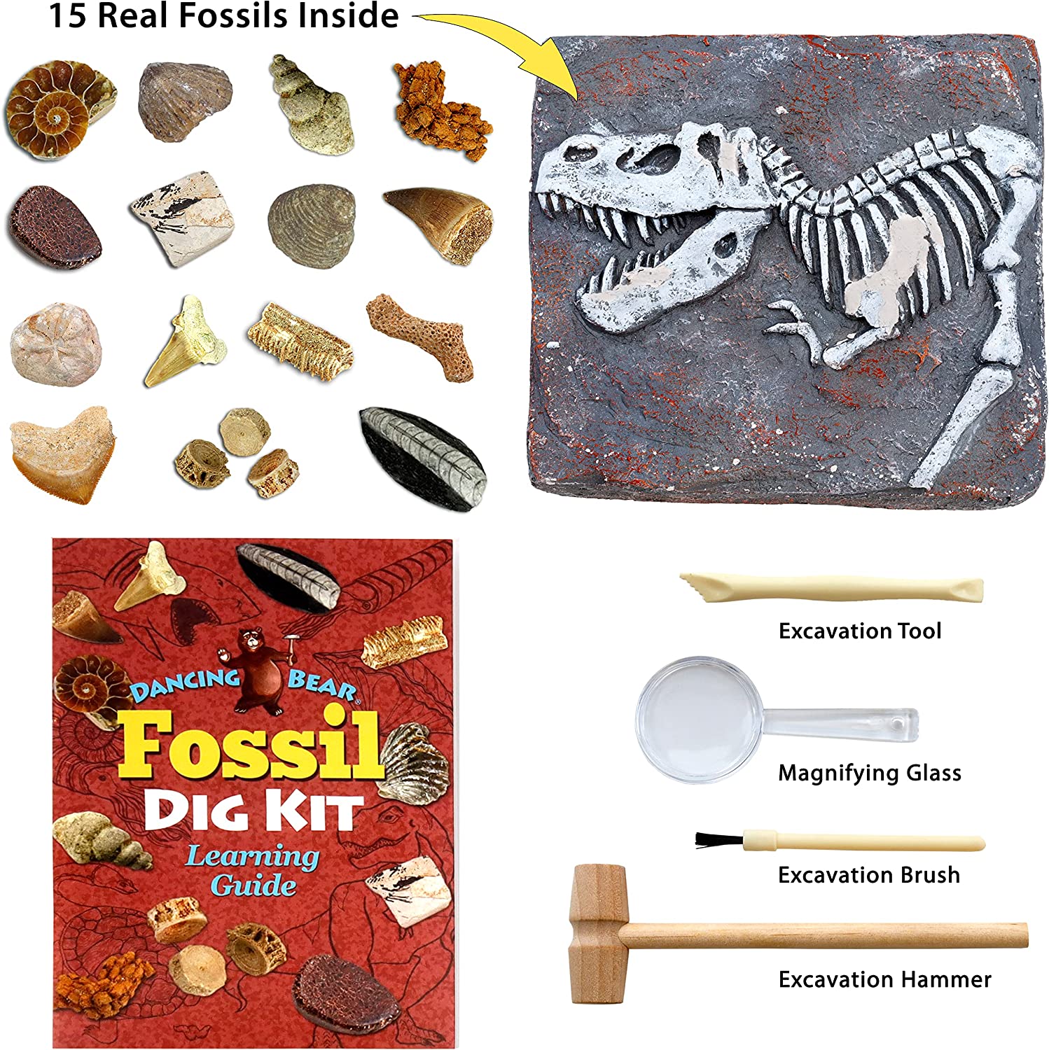 Buy Fossil Dig Kit, Excavate 15 Prehistoric Fossils for Kids