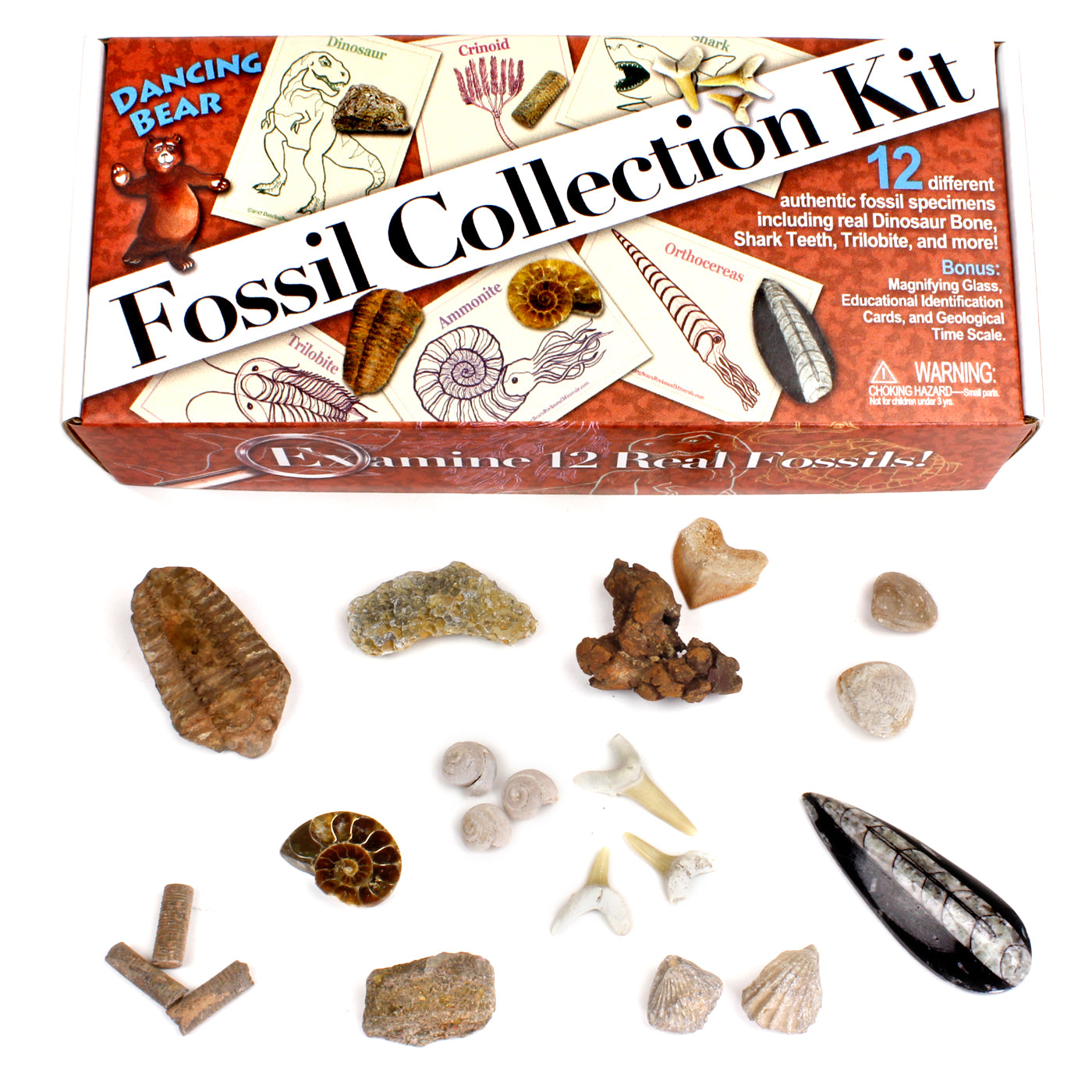 Fossil Box Set 12-Piece Fossil Collection with ID Cards | Learn & Explore