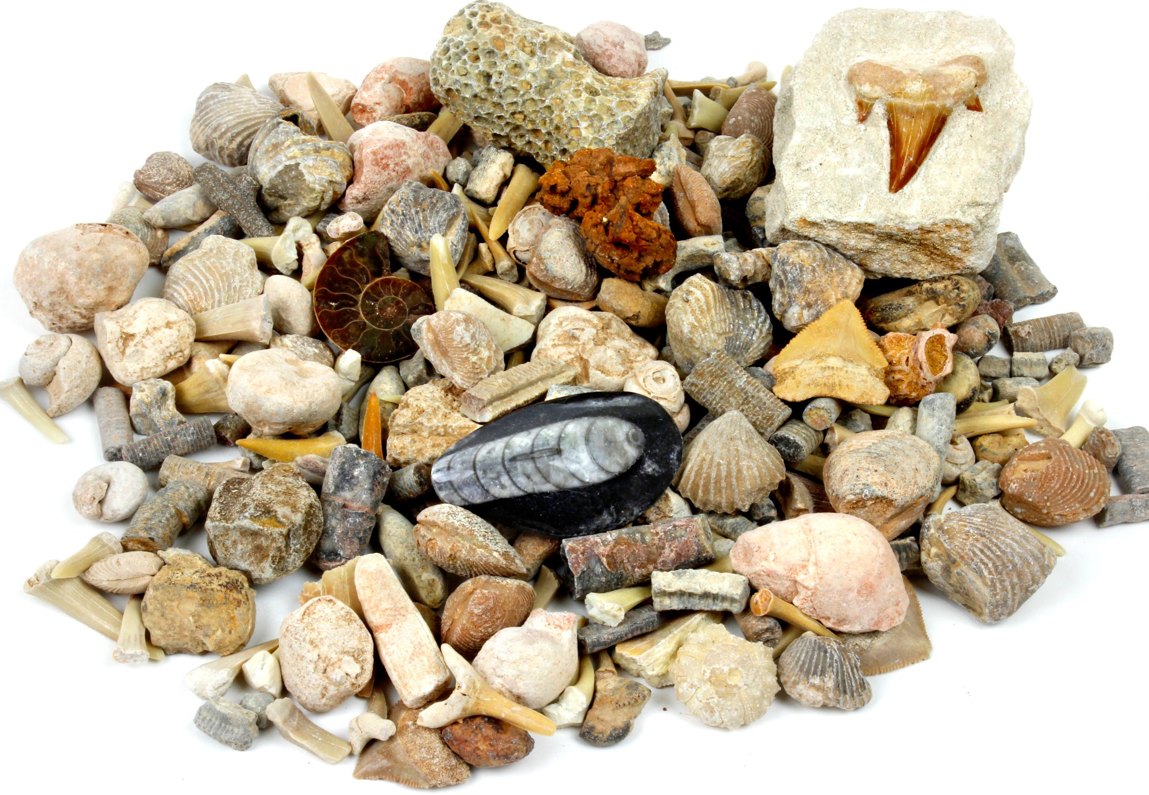 Fossl Sorting Guide Buy Fossil Sorting Kit Activity Collection with over 100 Pcs – Dancing ...